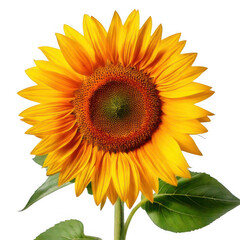 Obraz premium Sunflower with leaves, isolated on white and transparent background.