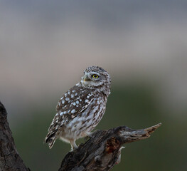 MOCHUELO EUROPEO