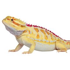 Bright Yellow Bearded Dragon on White Background with Distinct Patterns and Textures in a Studio Setting