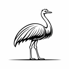 Obraz premium Ostrich bird simple black line art image, Black bold outline vector icon, Bird vector illustration