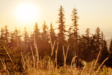 Fototapeta premium Scenic sunset Pamporovo Rhodope mountains Bulgaria, pine tree silhouettes under golden light showing peaceful untouched nature summer tourism eco holidays adventure travel perfect 