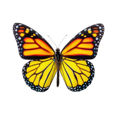 Fototapeta premium Vibrant Monarch Butterfly with Striking Orange and Yellow Wings Isolated on White Background