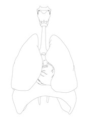 Black and white respiratory system drawing with detailed heart, lung, diaphragm, and trachea contours on a white background. This printable coloring page provides an educational view.