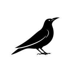 starling bird black silhouette vector, Simple silhouette Design vector icon with white background. Wild bird