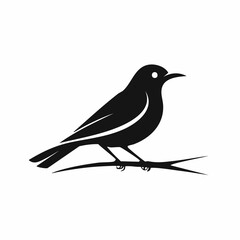 nightingale bird black silhouette vector, Simple silhouette Design vector icon with white background. Wild bird