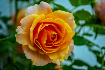 Leuchtend gelbe Rose