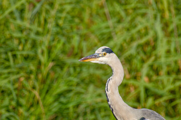 Close-up portrait of a grey heron with blurred reeds in the background