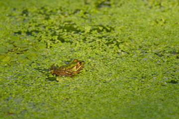 Close-up of an edible frog (Pelophylax) sitting among the weasels in its natural habitat