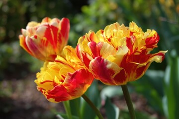 Naklejka premium Red and yellow Triumph tulips bloom in a garden in April 2016