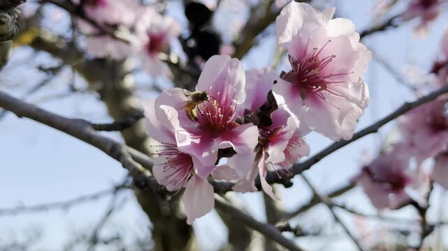 Bee Pollinating Almond Blossoms in Willunga, Adelaide Hills: Close Up 4K Footage of Pink Flowers and Spring Countryside in South Australia