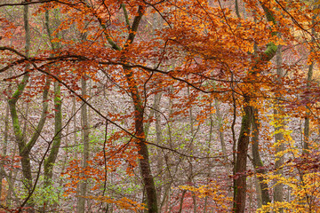 Tranquil scene of trees in autumn forest