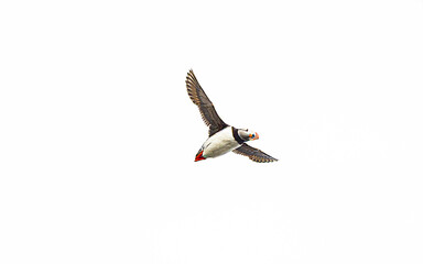 puffin Black beach in Iceland