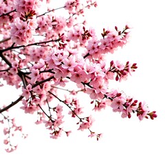 Cherry blossom branches displaying their delicate beauty against a soft background. The blossoms are in full bloom