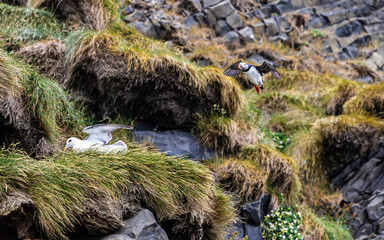 papageientaucher  Black beach  in Island 