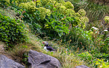 papageientaucher  Black beach  in Island 