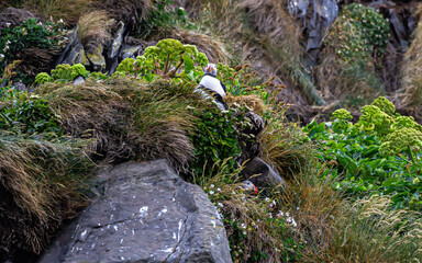 papageientaucher  Black beach  in Island 