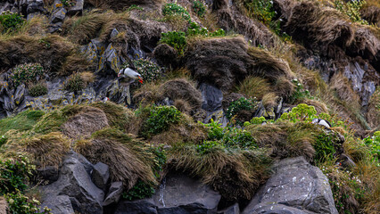 puffin Black beach in Iceland