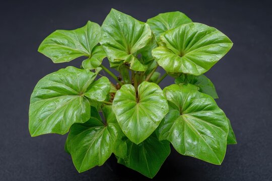 Easily spined Num Num plant