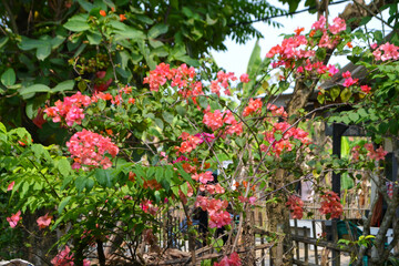 Vibrant pink bougainvillea flowers bloom profusely, creating a lush, green backdrop with a rustic wooden fence