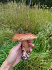 mushroom