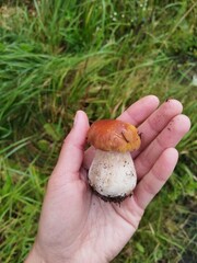 mushroom