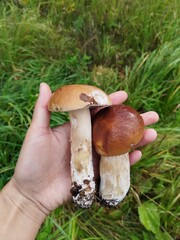 mushroom
