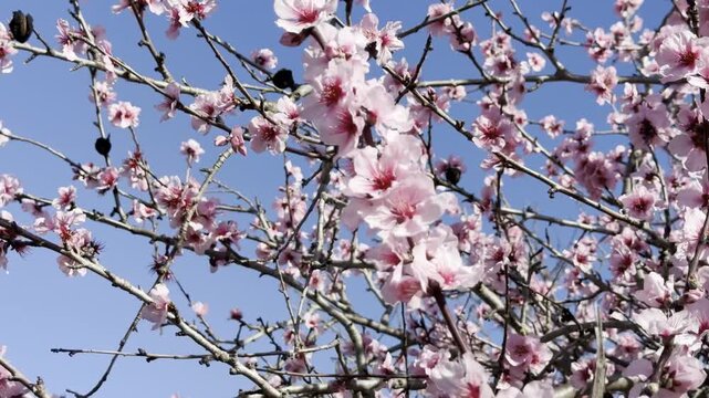 4K Footage of Beautiful Pink Almond Blossom Flowers in Spring in Australia Countryside