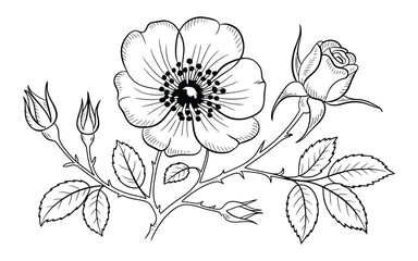 Detailed black and white drawing of a wild rose flower and buds