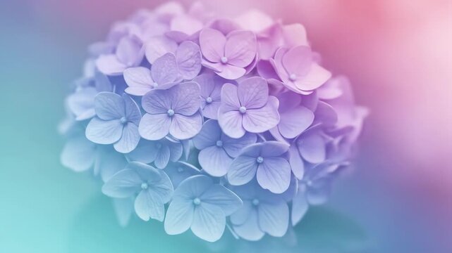 Close up of a soft pastel gradient background with beautiful violet hydrangea flower bloom at springtime.