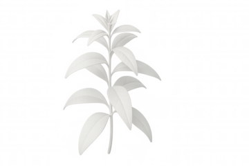 White plant growing on a transparent background, perfect for graphic design projects related to nature, ecology, and botany