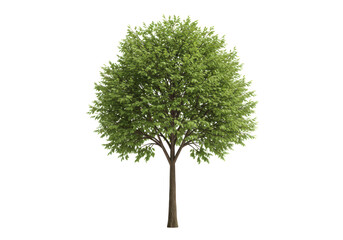 Isolated tree with a round green crown, natural beauty, environmental nature