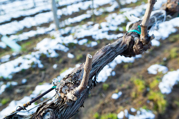 vine plant branch late winter cut trim maintenance vinery