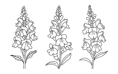 Three detailed line drawings of foxglove flowers © Vector_Nest