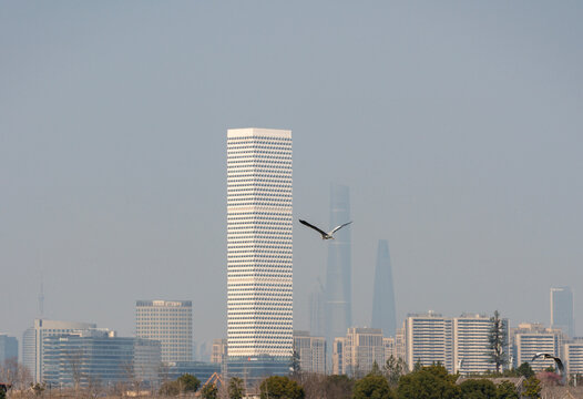 Heron, a wild flying bird, at the Pudong Qiantang River Bund in Xuhui, Shanghai