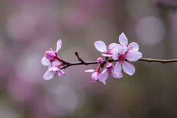 Obraz premium pink cherry blossoms with Soft Bokeh Background