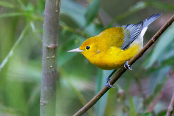 A gorgeous prothonotary warbler (Protonotaria citrea) in Oscar Scherer State Park, Florida