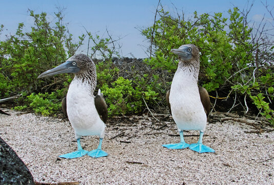 Blue-footed boobies on island