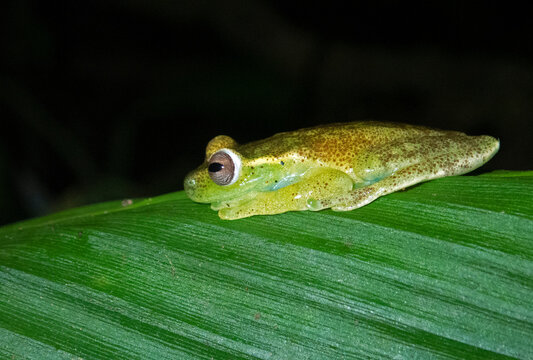 Close-up of Polka-dot tree frog on leaf