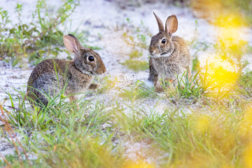 Two eastern cottontail (Sylvilagus floridanus) rabbits in Oscar Scherer State Park, Florida