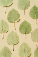 Fototapeta premium A clean and delicate flat lay of pressed light green leaves arranged evenly on a soft beige background, ideal for eco-inspired design and decoration.
