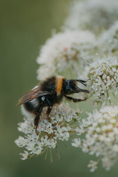Close-up of Bumblebee pollinating white flower