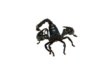 Black scorpion isolated on white background