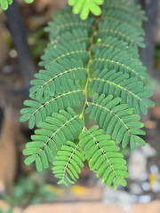 Vibrant green compound leaf close up detailed texture natural beauty plant life macro photography
