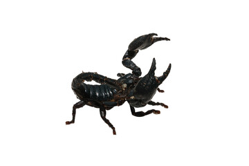 Black scorpion isolated on white background