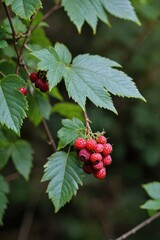 Forest in the background,free space for text on the side, berry in close-up