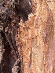 Close-up of Tree Bark with Intricate Wood Grain Patterns