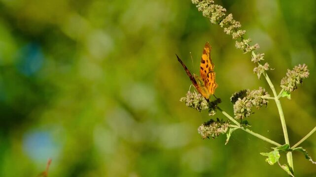 Close-up macro video of a comma butterfly (Polygonia) resting peacefully on an inflorescence in natural light