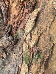 Close-up textured surface of tree bark showcasing natural patterns and rugged details
