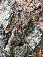 Close-up texture of rough, weathered tree bark with intricate patterns and natural imperfections
