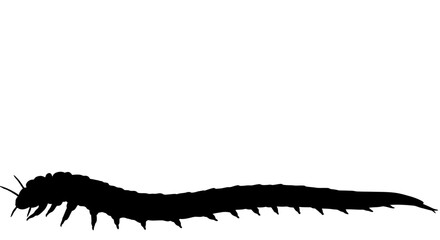 Silhouette of a long segmented centipede with many legs crawling on a white background